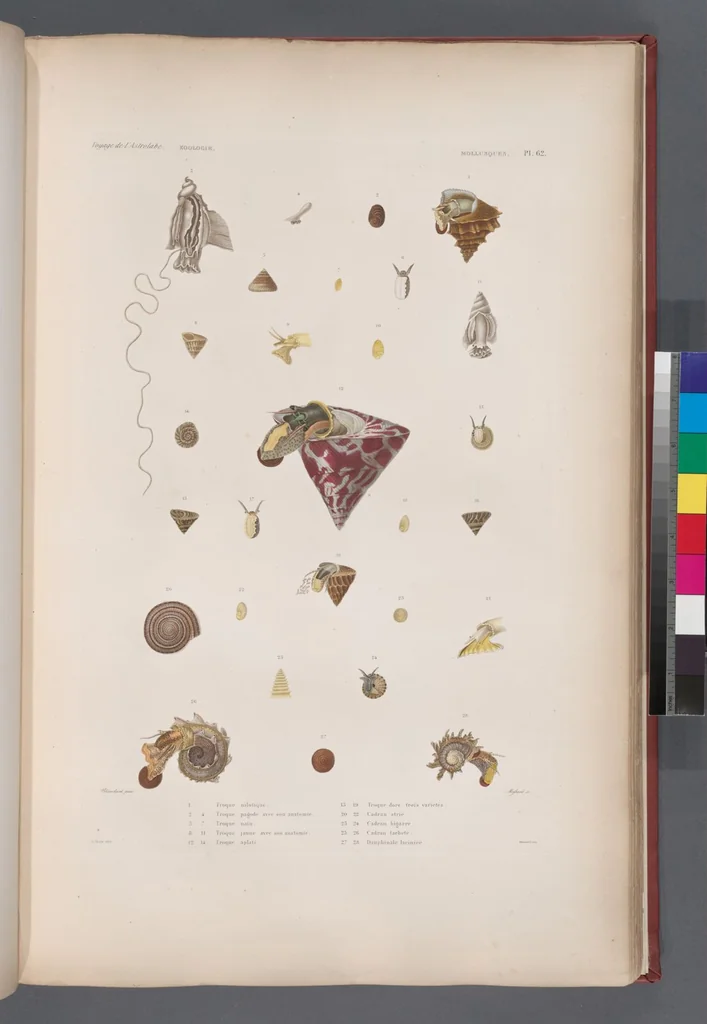 An illustration from Voyage de la corvette l'Astrolabe exécuté par ordre du roi, pendant les années 1826-1827-1828-1829, sous le commandement de M. J. Dumont d'Urville, 1830, leaf 394
