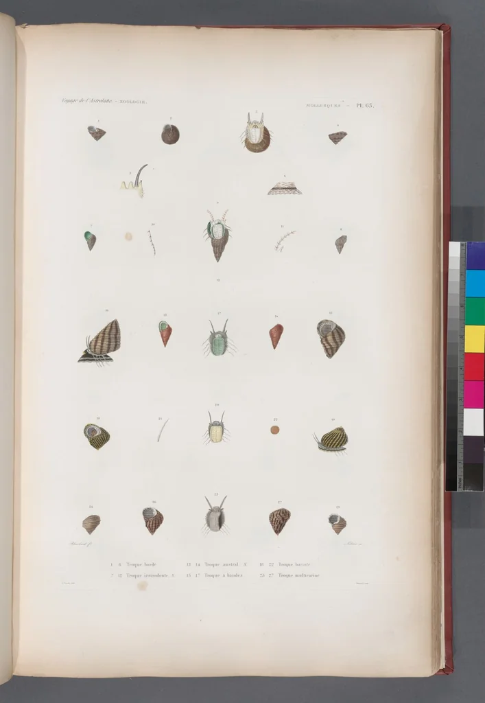 An illustration from Voyage de la corvette l'Astrolabe exécuté par ordre du roi, pendant les années 1826-1827-1828-1829, sous le commandement de M. J. Dumont d'Urville, 1830, leaf 395