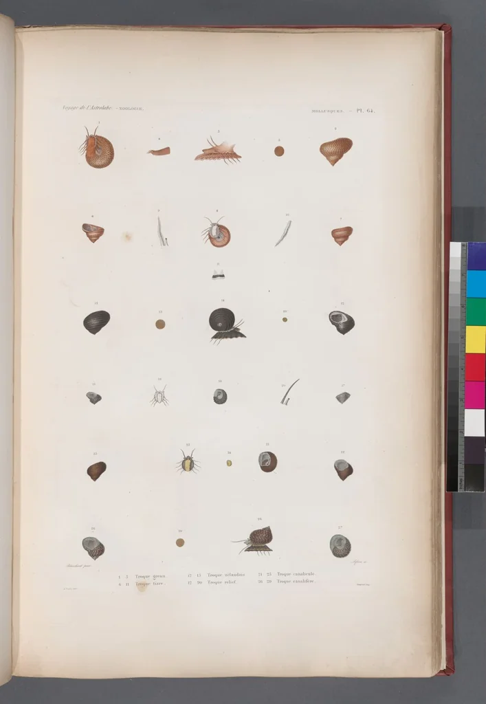 An illustration from Voyage de la corvette l'Astrolabe exécuté par ordre du roi, pendant les années 1826-1827-1828-1829, sous le commandement de M. J. Dumont d'Urville, 1830, leaf 396