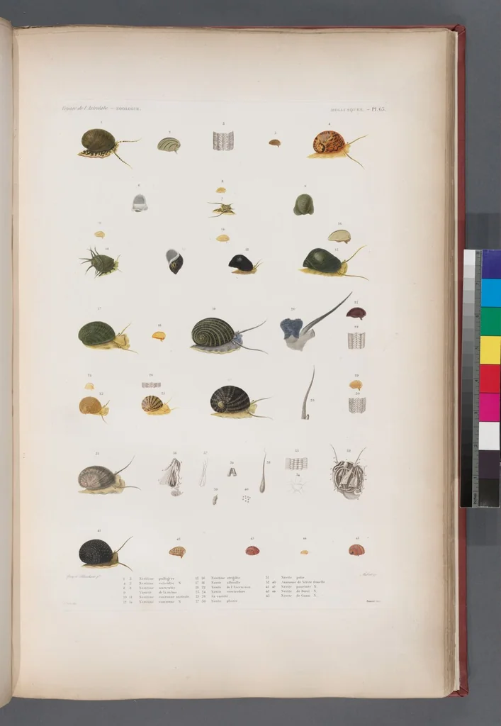 An illustration from Voyage de la corvette l'Astrolabe exécuté par ordre du roi, pendant les années 1826-1827-1828-1829, sous le commandement de M. J. Dumont d'Urville, 1830, leaf 397