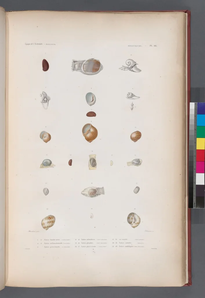 An illustration from Voyage de la corvette l'Astrolabe exécuté par ordre du roi, pendant les années 1826-1827-1828-1829, sous le commandement de M. J. Dumont d'Urville, 1830, leaf 398