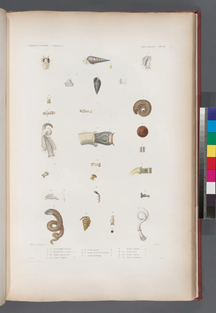 An illustration from Voyage de la corvette l'Astrolabe exécuté par ordre du roi, pendant les années 1826-1827-1828-1829, sous le commandement de M. J. Dumont d'Urville, 1830, leaf 400