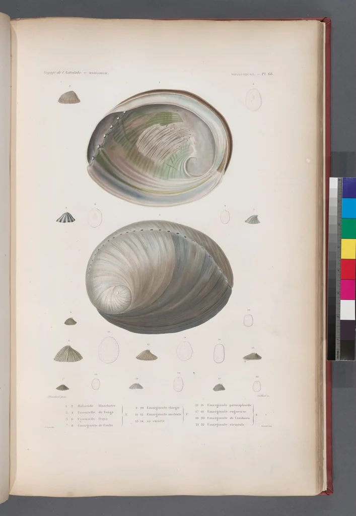 An illustration from Voyage de la corvette l'Astrolabe exécuté par ordre du roi, pendant les années 1826-1827-1828-1829, sous le commandement de M. J. Dumont d'Urville, 1830, leaf 401