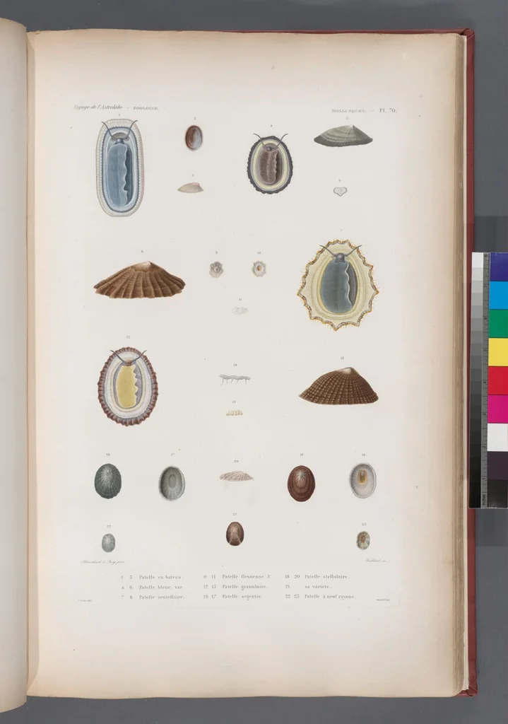 An illustration from Voyage de la corvette l'Astrolabe exécuté par ordre du roi, pendant les années 1826-1827-1828-1829, sous le commandement de M. J. Dumont d'Urville, 1830, leaf 403