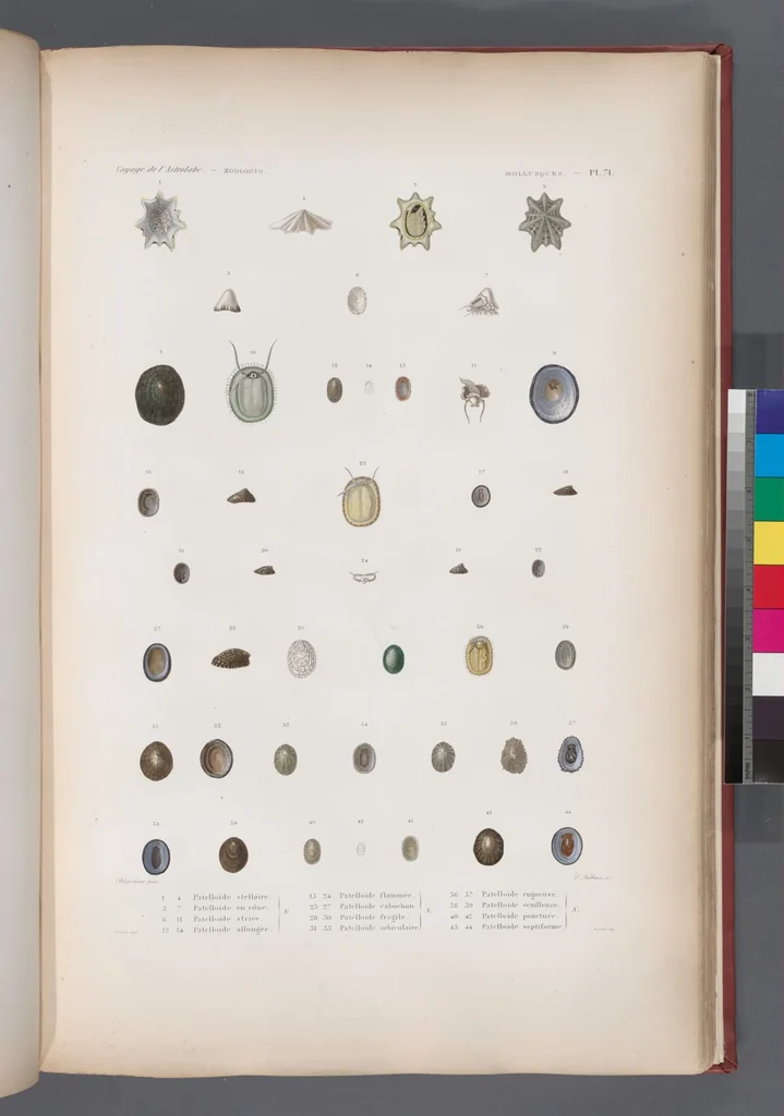 An illustration from Voyage de la corvette l'Astrolabe exécuté par ordre du roi, pendant les années 1826-1827-1828-1829, sous le commandement de M. J. Dumont d'Urville, 1830, leaf 404