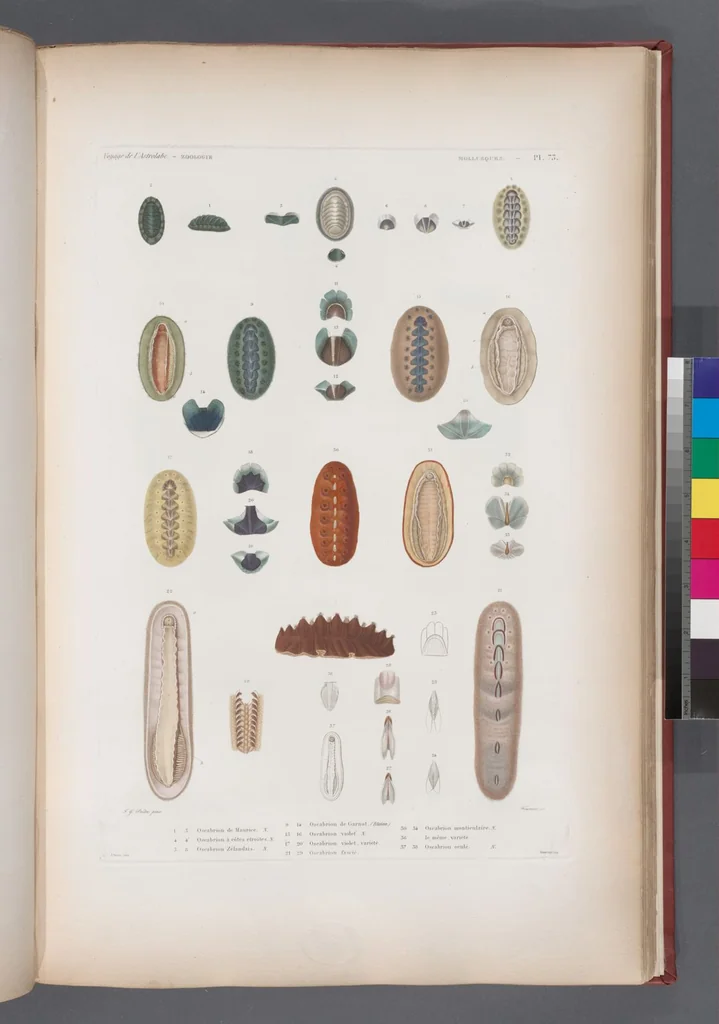 An illustration from Voyage de la corvette l'Astrolabe exécuté par ordre du roi, pendant les années 1826-1827-1828-1829, sous le commandement de M. J. Dumont d'Urville, 1830, leaf 406