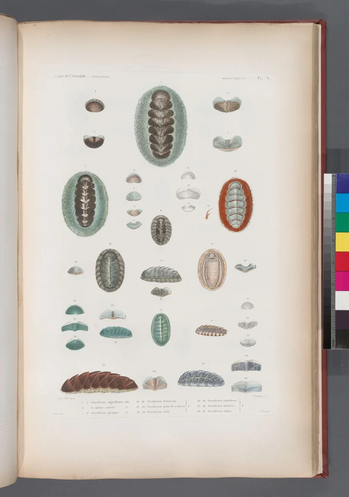 An illustration from Voyage de la corvette l'Astrolabe exécuté par ordre du roi, pendant les années 1826-1827-1828-1829, sous le commandement de M. J. Dumont d'Urville, 1830, leaf 407