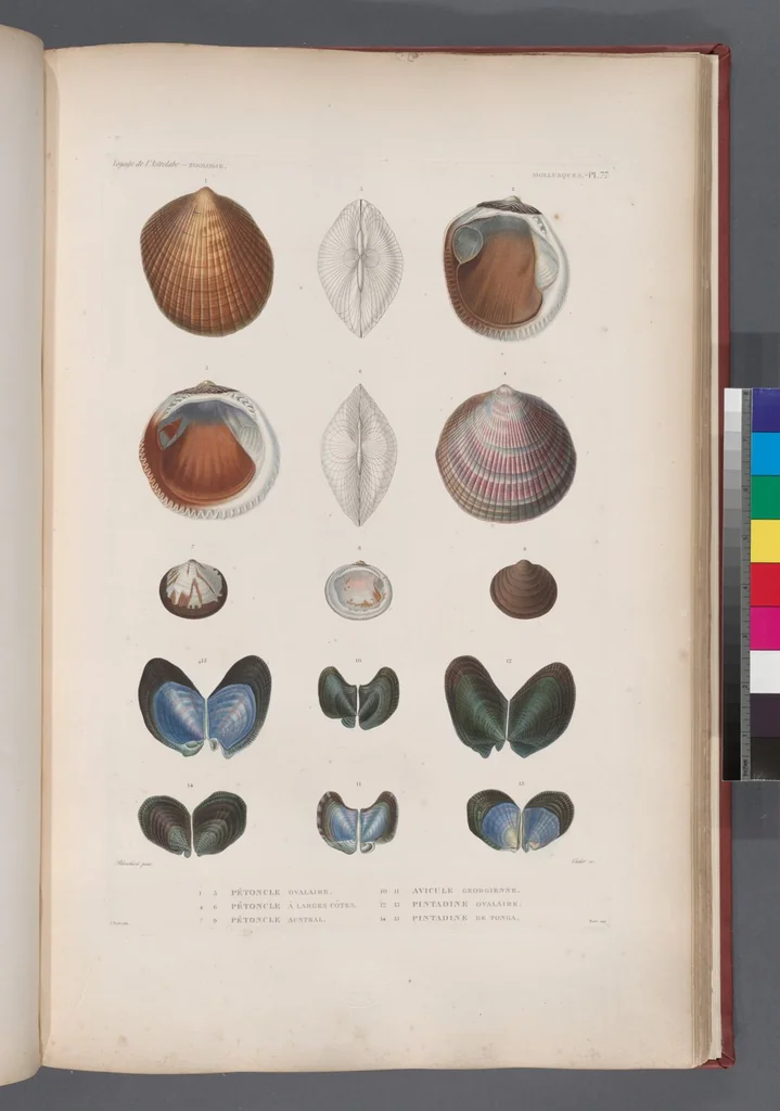 An illustration from Voyage de la corvette l'Astrolabe exécuté par ordre du roi, pendant les années 1826-1827-1828-1829, sous le commandement de M. J. Dumont d'Urville, 1830, leaf 410