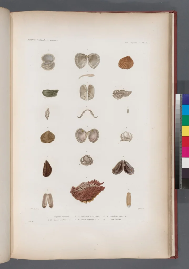 An illustration from Voyage de la corvette l'Astrolabe exécuté par ordre du roi, pendant les années 1826-1827-1828-1829, sous le commandement de M. J. Dumont d'Urville, 1830, leaf 411