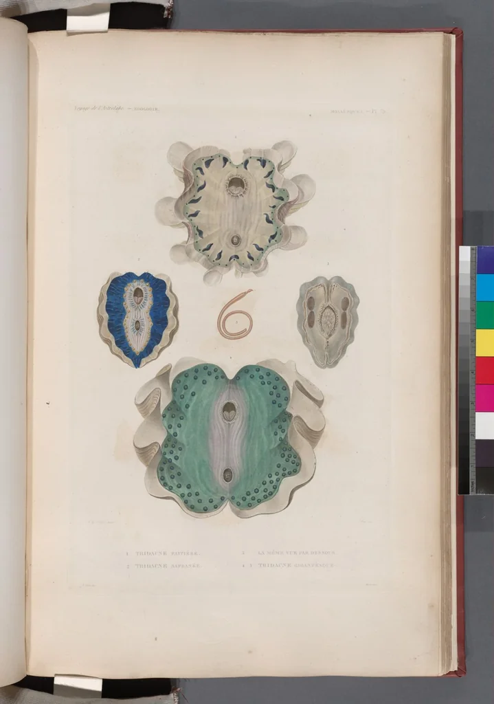 An illustration from Voyage de la corvette l'Astrolabe exécuté par ordre du roi, pendant les années 1826-1827-1828-1829, sous le commandement de M. J. Dumont d'Urville, 1830, leaf 412