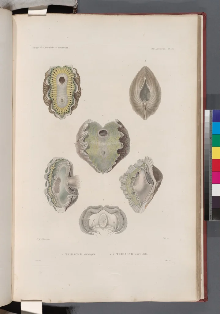 An illustration from Voyage de la corvette l'Astrolabe exécuté par ordre du roi, pendant les années 1826-1827-1828-1829, sous le commandement de M. J. Dumont d'Urville, 1830, leaf 413