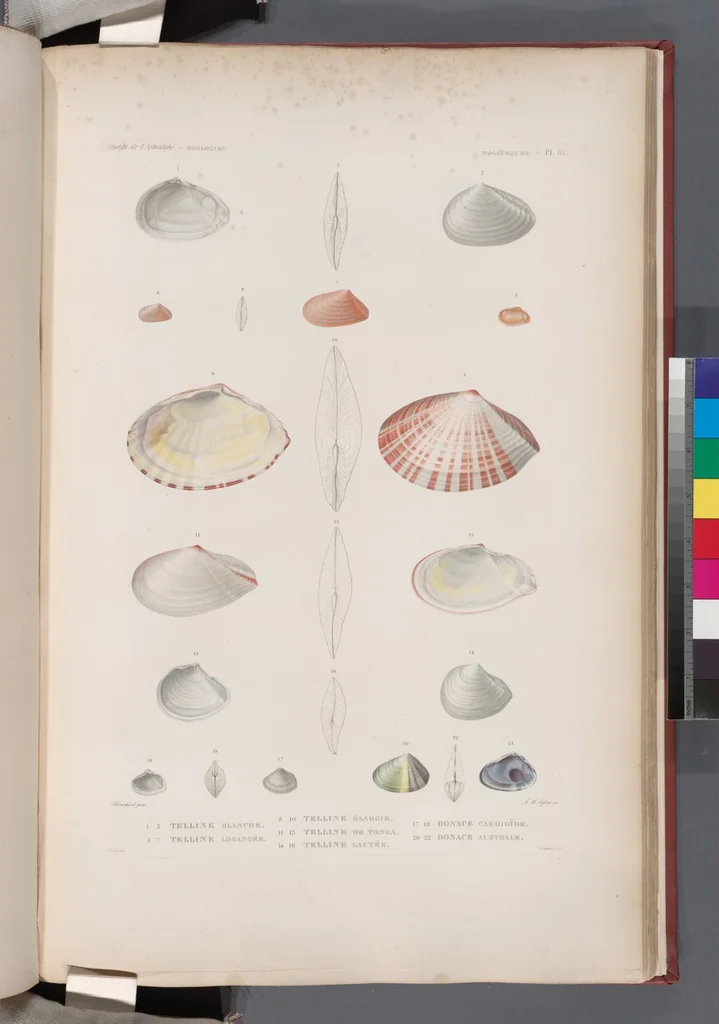 An illustration from Voyage de la corvette l'Astrolabe exécuté par ordre du roi, pendant les années 1826-1827-1828-1829, sous le commandement de M. J. Dumont d'Urville, 1830, leaf 414