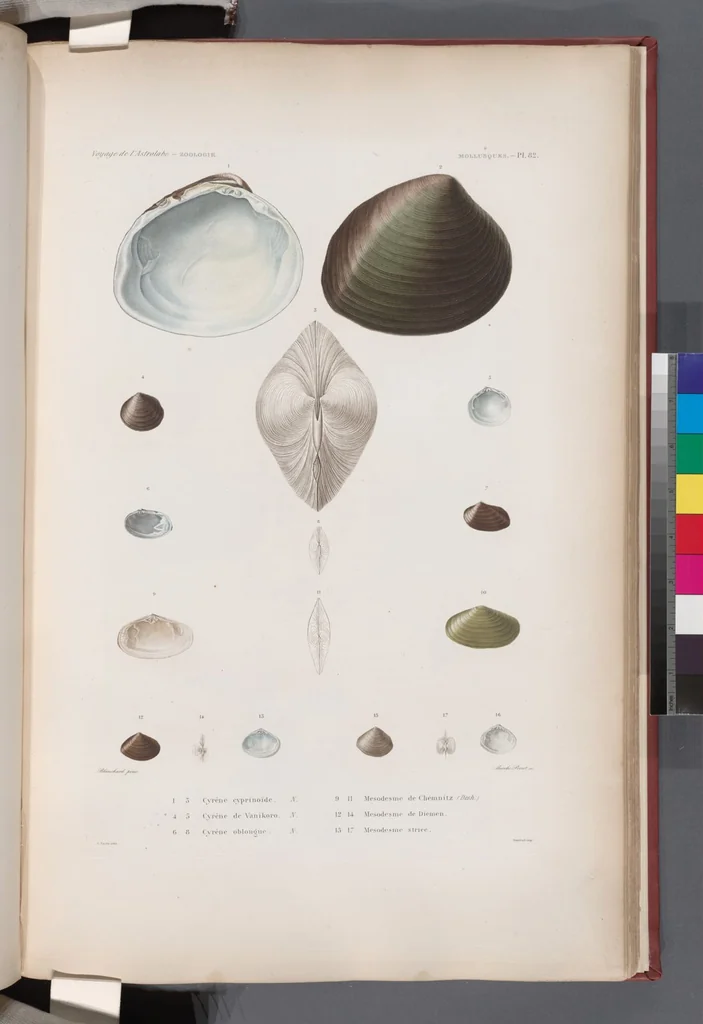 An illustration from Voyage de la corvette l'Astrolabe exécuté par ordre du roi, pendant les années 1826-1827-1828-1829, sous le commandement de M. J. Dumont d'Urville, 1830, leaf 415
