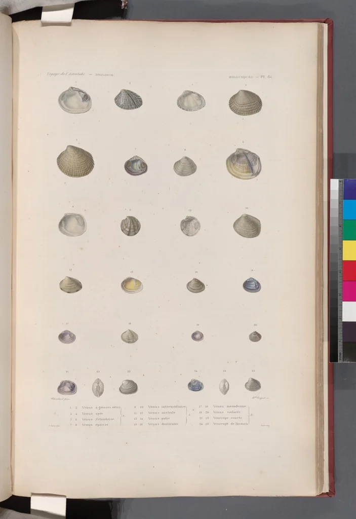 An illustration from Voyage de la corvette l'Astrolabe exécuté par ordre du roi, pendant les années 1826-1827-1828-1829, sous le commandement de M. J. Dumont d'Urville, 1830, leaf 417