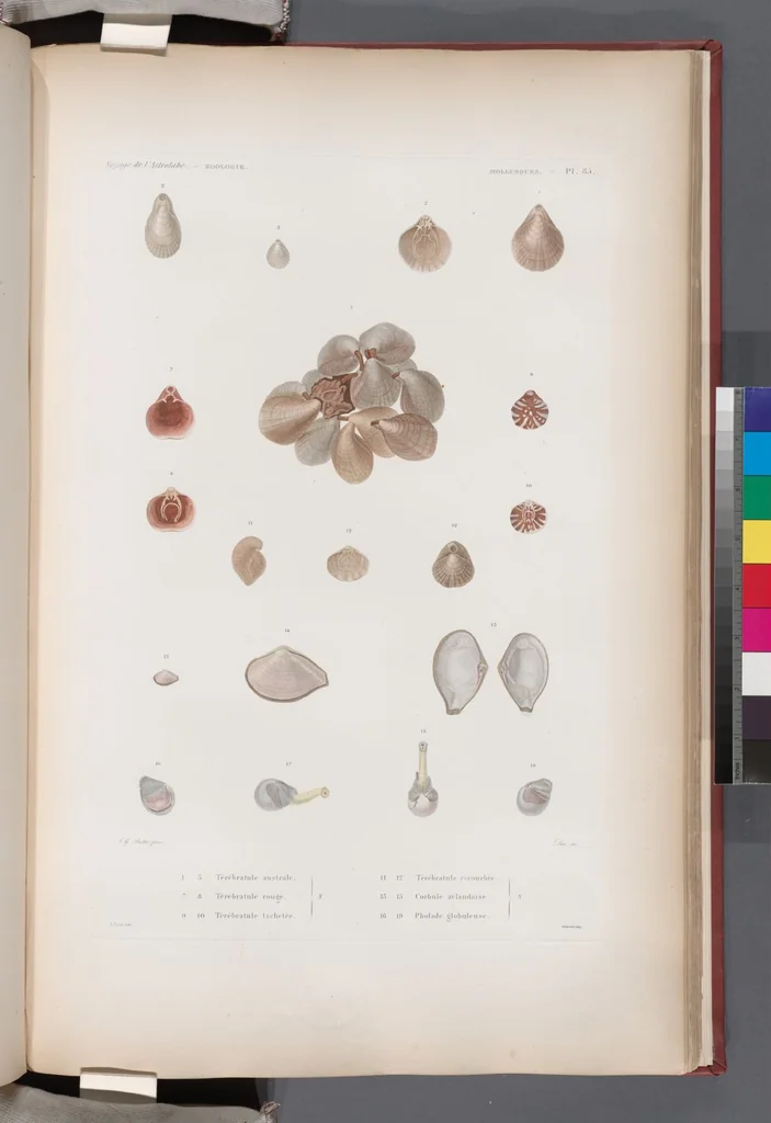 An illustration from Voyage de la corvette l'Astrolabe exécuté par ordre du roi, pendant les années 1826-1827-1828-1829, sous le commandement de M. J. Dumont d'Urville, 1830, leaf 418