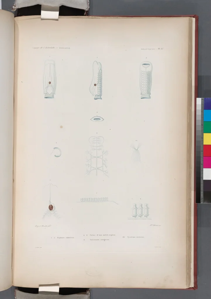 An illustration from Voyage de la corvette l'Astrolabe exécuté par ordre du roi, pendant les années 1826-1827-1828-1829, sous le commandement de M. J. Dumont d'Urville, 1830, leaf 420