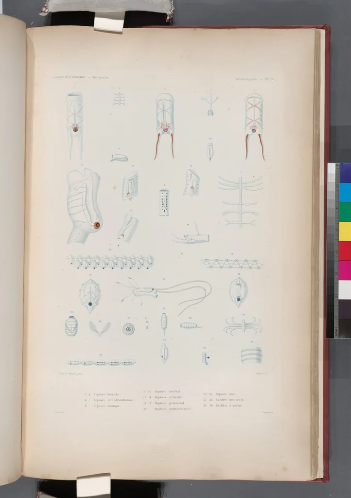 An illustration from Voyage de la corvette l'Astrolabe exécuté par ordre du roi, pendant les années 1826-1827-1828-1829, sous le commandement de M. J. Dumont d'Urville, 1830, leaf 422