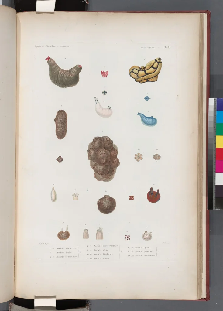 An illustration from Voyage de la corvette l'Astrolabe exécuté par ordre du roi, pendant les années 1826-1827-1828-1829, sous le commandement de M. J. Dumont d'Urville, 1830, leaf 424