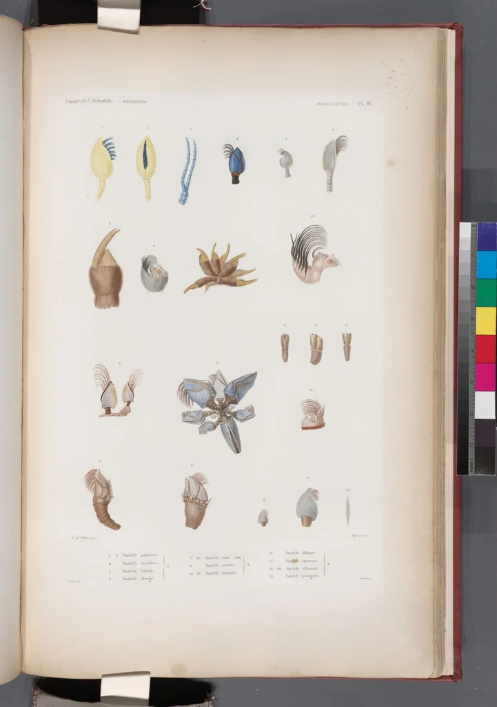An illustration from Voyage de la corvette l'Astrolabe exécuté par ordre du roi, pendant les années 1826-1827-1828-1829, sous le commandement de M. J. Dumont d'Urville, 1830, leaf 426