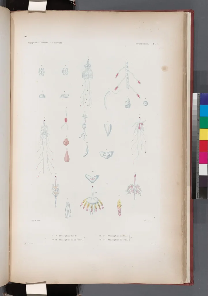 An illustration from Voyage de la corvette l'Astrolabe exécuté par ordre du roi, pendant les années 1826-1827-1828-1829, sous le commandement de M. J. Dumont d'Urville, 1830, leaf 427