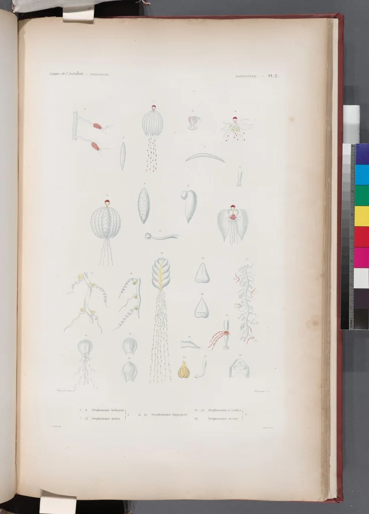 An illustration from Voyage de la corvette l'Astrolabe exécuté par ordre du roi, pendant les années 1826-1827-1828-1829, sous le commandement de M. J. Dumont d'Urville, 1830, leaf 428