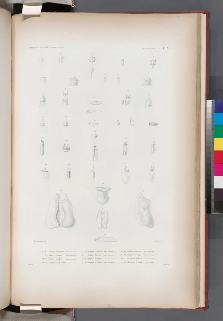 An illustration from Voyage de la corvette l'Astrolabe exécuté par ordre du roi, pendant les années 1826-1827-1828-1829, sous le commandement de M. J. Dumont d'Urville, 1830, leaf 431