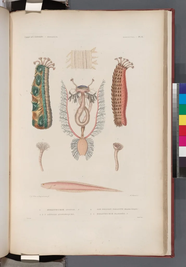 An illustration from Voyage de la corvette l'Astrolabe exécuté par ordre du roi, pendant les années 1826-1827-1828-1829, sous le commandement de M. J. Dumont d'Urville, 1830, leaf 432