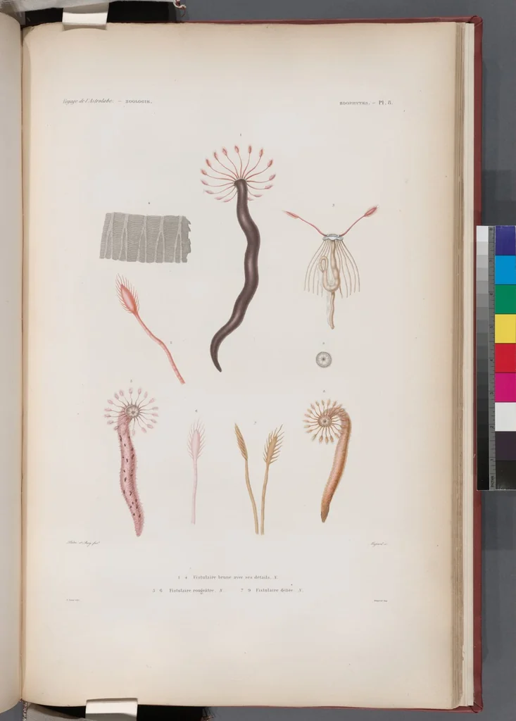 An illustration from Voyage de la corvette l'Astrolabe exécuté par ordre du roi, pendant les années 1826-1827-1828-1829, sous le commandement de M. J. Dumont d'Urville, 1830, leaf 434