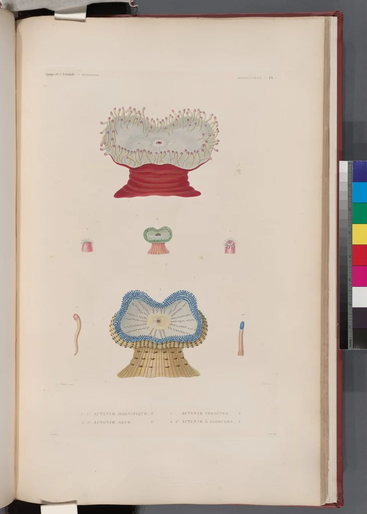 An illustration from Voyage de la corvette l'Astrolabe exécuté par ordre du roi, pendant les années 1826-1827-1828-1829, sous le commandement de M. J. Dumont d'Urville, 1830, leaf 435