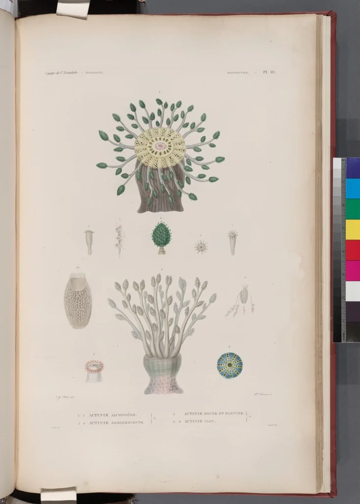 An illustration from Voyage de la corvette l'Astrolabe exécuté par ordre du roi, pendant les années 1826-1827-1828-1829, sous le commandement de M. J. Dumont d'Urville, 1830, leaf 436