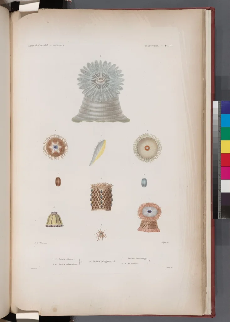 An illustration from Voyage de la corvette l'Astrolabe exécuté par ordre du roi, pendant les années 1826-1827-1828-1829, sous le commandement de M. J. Dumont d'Urville, 1830, leaf 437