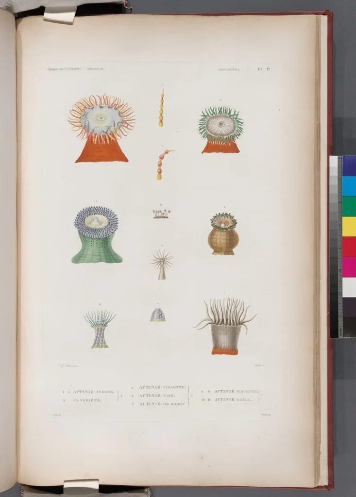 An illustration from Voyage de la corvette l'Astrolabe exécuté par ordre du roi, pendant les années 1826-1827-1828-1829, sous le commandement de M. J. Dumont d'Urville, 1830, leaf 438