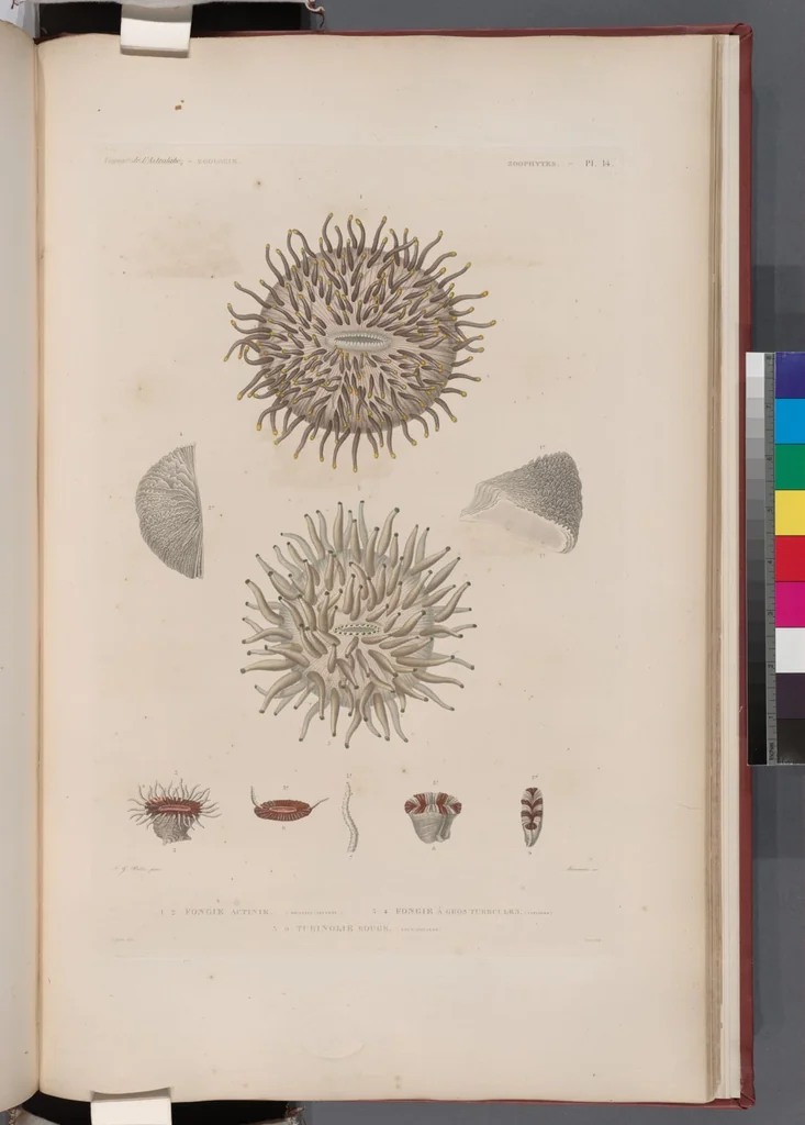 An illustration from Voyage de la corvette l'Astrolabe exécuté par ordre du roi, pendant les années 1826-1827-1828-1829, sous le commandement de M. J. Dumont d'Urville, 1830, leaf 440