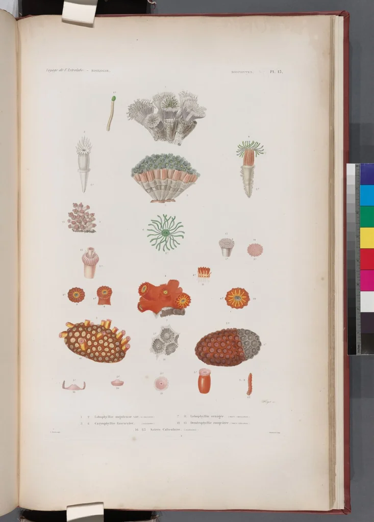 An illustration from Voyage de la corvette l'Astrolabe exécuté par ordre du roi, pendant les années 1826-1827-1828-1829, sous le commandement de M. J. Dumont d'Urville, 1830, leaf 441