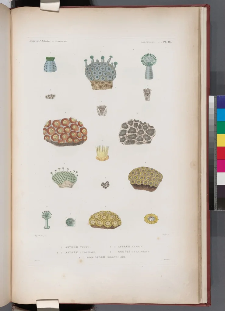 An illustration from Voyage de la corvette l'Astrolabe exécuté par ordre du roi, pendant les années 1826-1827-1828-1829, sous le commandement de M. J. Dumont d'Urville, 1830, leaf 442