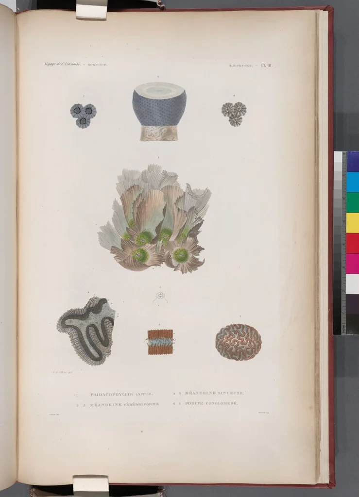 An illustration from Voyage de la corvette l'Astrolabe exécuté par ordre du roi, pendant les années 1826-1827-1828-1829, sous le commandement de M. J. Dumont d'Urville, 1830, leaf 444