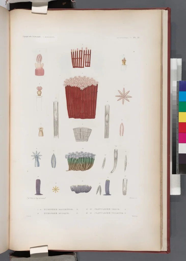 An illustration from Voyage de la corvette l'Astrolabe exécuté par ordre du roi, pendant les années 1826-1827-1828-1829, sous le commandement de M. J. Dumont d'Urville, 1830, leaf 447