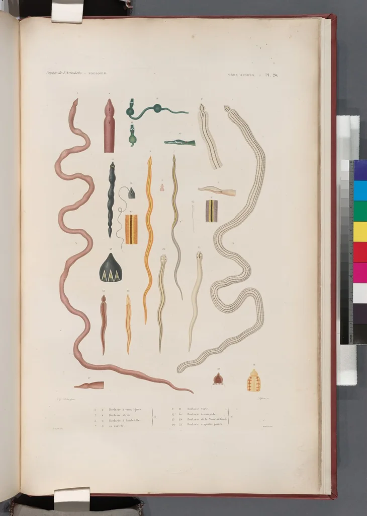 An illustration from Voyage de la corvette l'Astrolabe exécuté par ordre du roi, pendant les années 1826-1827-1828-1829, sous le commandement de M. J. Dumont d'Urville, 1830, leaf 450