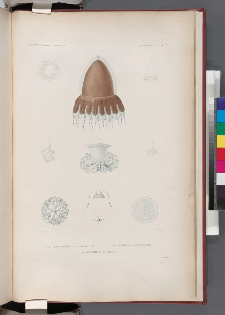 An illustration from Voyage de la corvette l'Astrolabe exécuté par ordre du roi, pendant les années 1826-1827-1828-1829, sous le commandement de M. J. Dumont d'Urville, 1830, leaf 451