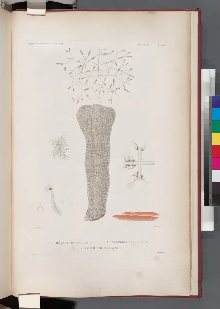 An illustration from Voyage de la corvette l'Astrolabe exécuté par ordre du roi, pendant les années 1826-1827-1828-1829, sous le commandement de M. J. Dumont d'Urville, 1830, leaf 452