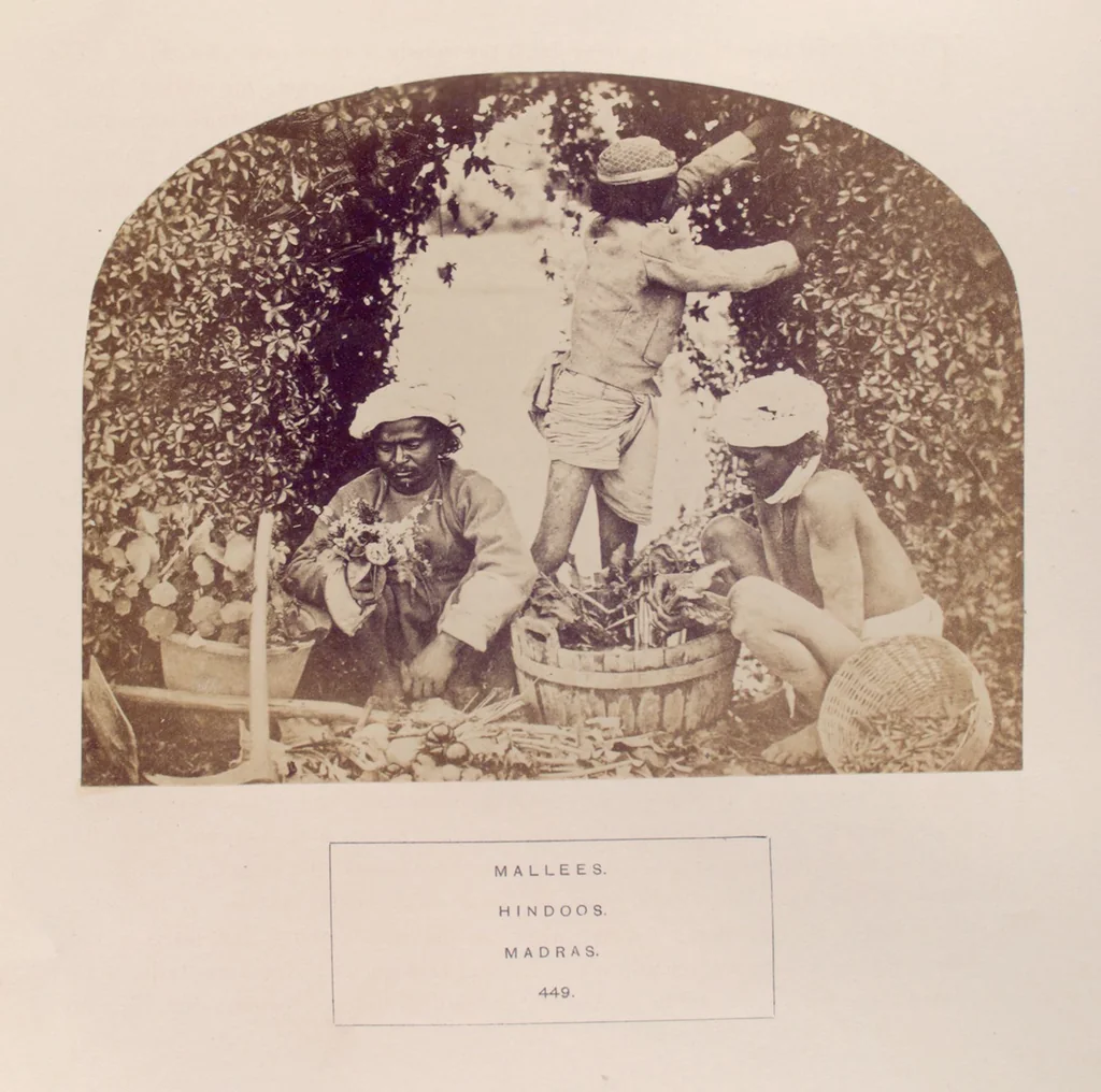 An illustration from The people of India : A series of photographic illustrations, with descriptive letterpress, of the races and tribes of Hindustan, originally prepared under the authority of the government of India, and reproduced, 1868, leaf 467