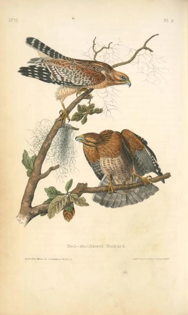 An illustration from The birds of America, from drawings made in the United States and their territories. By John James Audubon, 1840, leaf 10