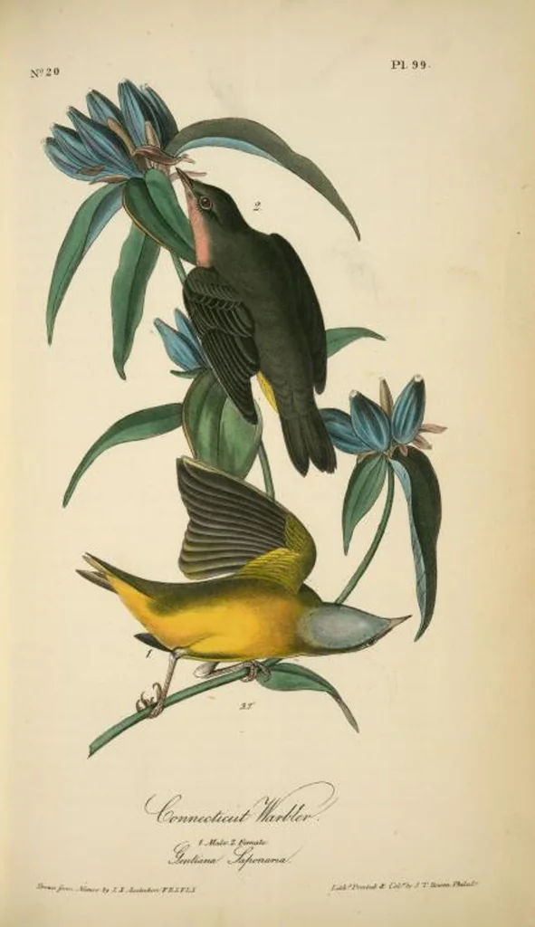 An illustration from The birds of America, from drawings made in the United States and their territories. By John James Audubon, 1840, leaf 100