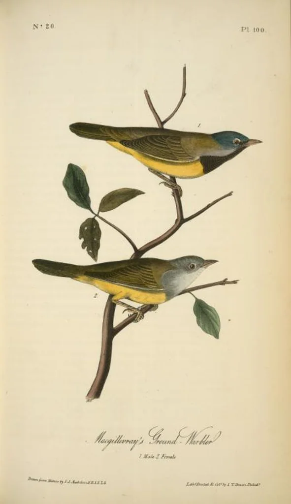 An illustration from The birds of America, from drawings made in the United States and their territories. By John James Audubon, 1840, leaf 101