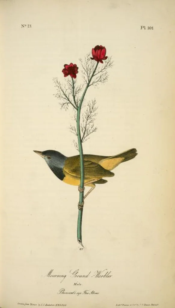 An illustration from The birds of America, from drawings made in the United States and their territories. By John James Audubon, 1840, leaf 102
