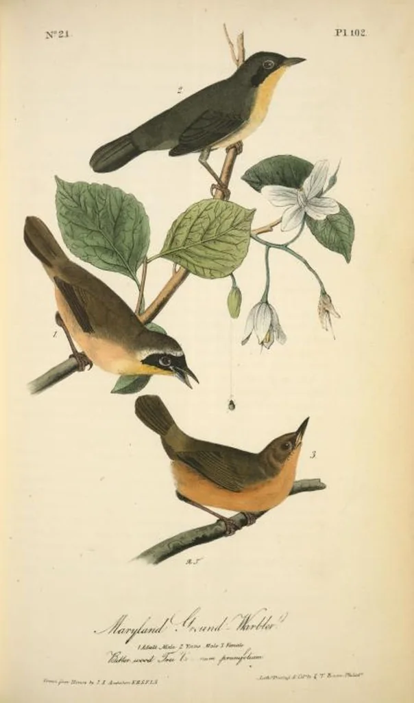 An illustration from The birds of America, from drawings made in the United States and their territories. By John James Audubon, 1840, leaf 103