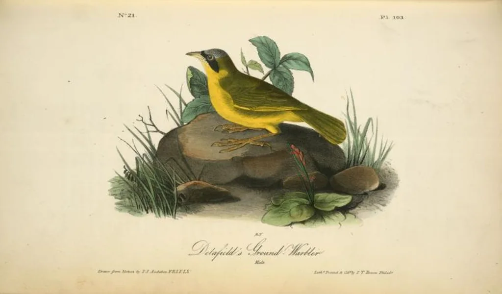 An illustration from The birds of America, from drawings made in the United States and their territories. By John James Audubon, 1840, leaf 104