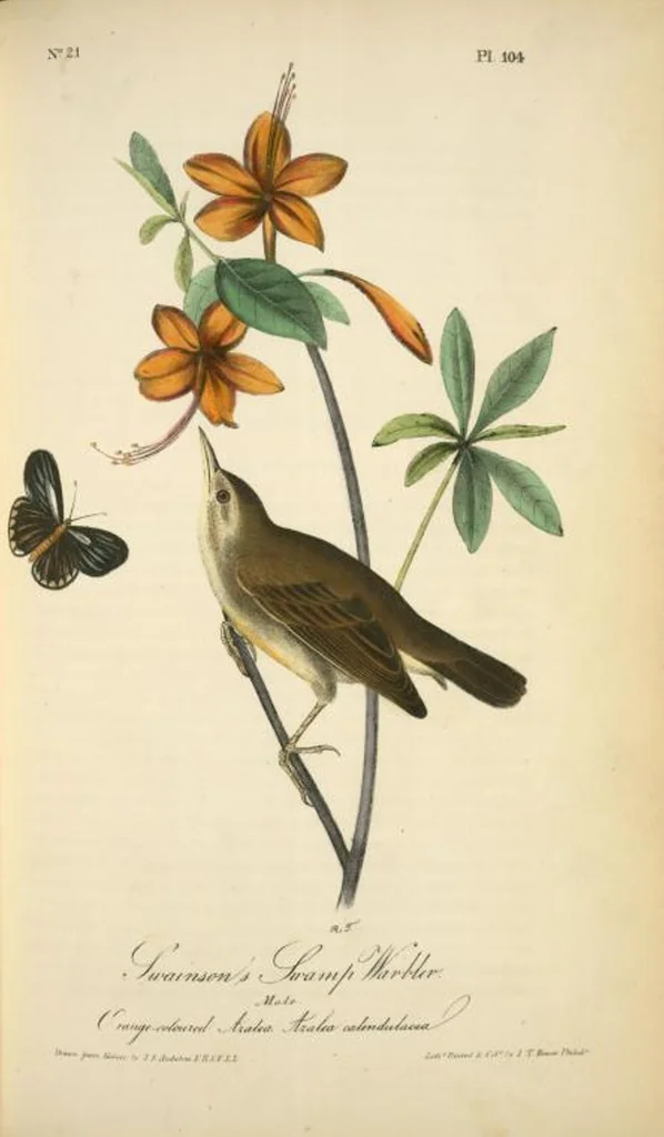 An illustration from The birds of America, from drawings made in the United States and their territories. By John James Audubon, 1840, leaf 105