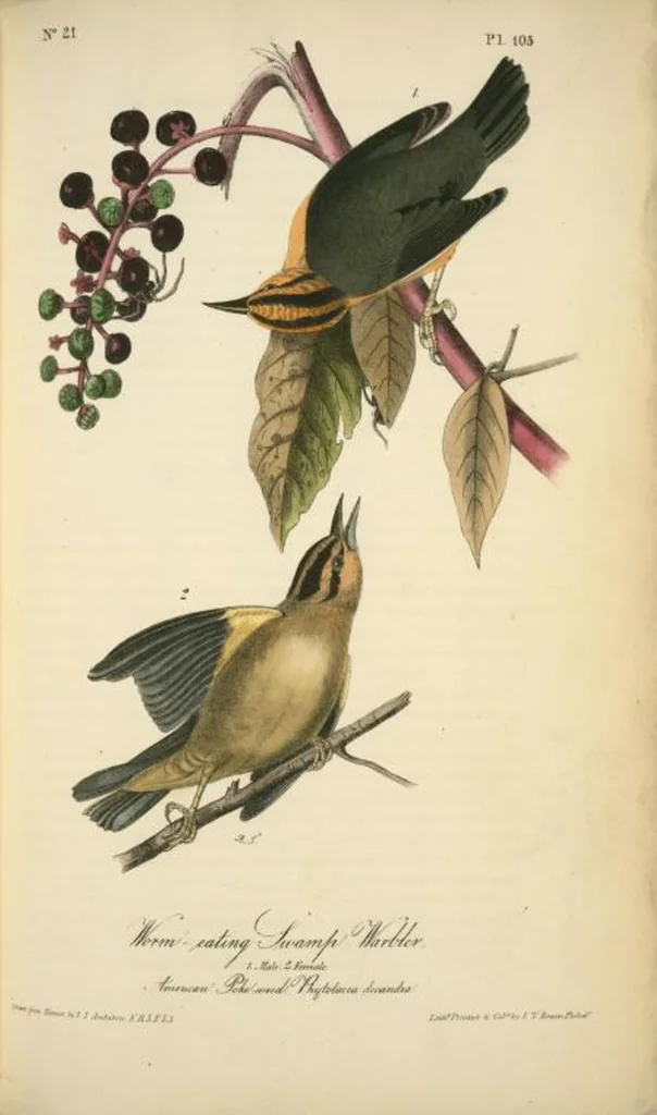 An illustration from The birds of America, from drawings made in the United States and their territories. By John James Audubon, 1840, leaf 106