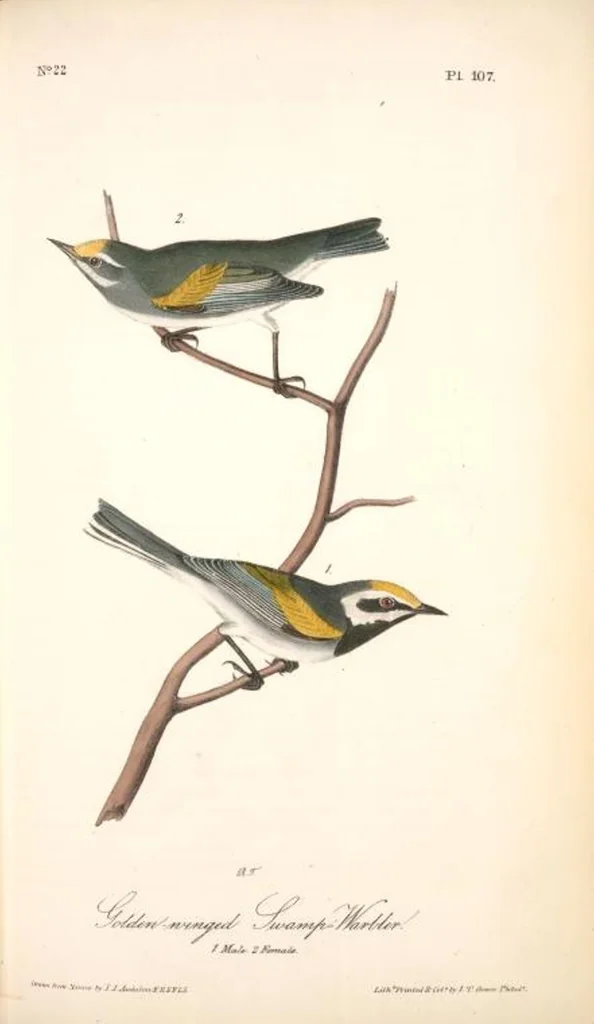 An illustration from The birds of America, from drawings made in the United States and their territories. By John James Audubon, 1840, leaf 108